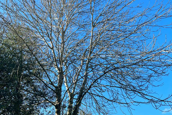 Tree maintenance Melton Mowbray
